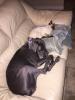 Stella Asleep with Cat